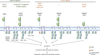 Role of the ITAM-Bearing Receptors Expressed by Natural Killer Cells in Cancer
